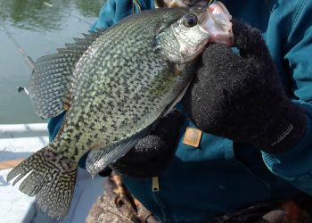 January or February are typically the coldest months in the South, but anglers willing to dress warmly and bear the low temperatures can find plenty of slab crappie biting in the region’s top lakes.