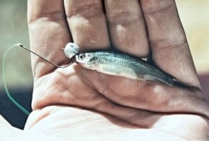 Scent on jigs are very important, but even scent on live bait can help get more bites. Several brands and types of scent/attractants can add strikes. Berkley Crappie Nibbles (shown here) are known as quality attractant doughballs that work in many different situations. 