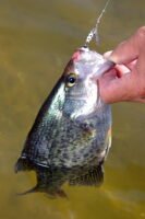The Shyster inline spinner from Luhr Jensen can be brought in with a fast retrieve that draws reflexive strikes from hungry slabs. (Photo: Keith Sutton)