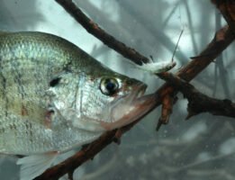 When wintertime crappie aren’t active, Chris McKee suggests you fish minnows only or a minnow behind your jig. (Photo: John E. Phillips)