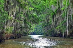 Forrest Green says, “For me, Caddo soothes my soul. There’s just something about the cypress trees and the Spanish moss swaying in the breeze that speaks to me.”