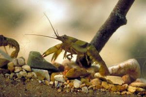 Anglers often don’t regard crawfish as important crappie foods, but slabs relish these invertebrates and feed heavily on them in late winter. (Photo: Keith Sutton)