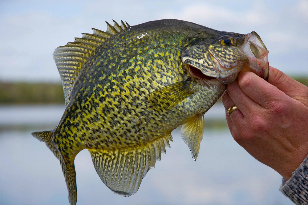 Anglers Needed for Florida Crappie Project Source: Florida Fish and Wildlife Conservation Commission