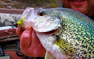 Shallow crappie can be caught with a simple offset spinner. A spinner offers good depth control with a slow or medium speed retrieve. This crappie was caught from Norfork Lake, Arkansas.