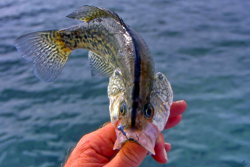 Crappie Basics: What Crappie Is That? Story and photo by Keith Sutton
