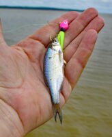 When fishing pre-spawn and spawn periods in stained/dingy water, try an oversized offering to entice heavy slabs. Crappie eat 5- and 6-inch shad, so they have no problem eating a big jig/minnow combo. (Photo: Tim Huffman)