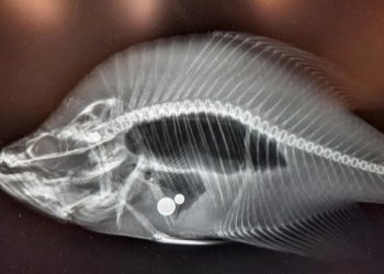 the record has been revoked