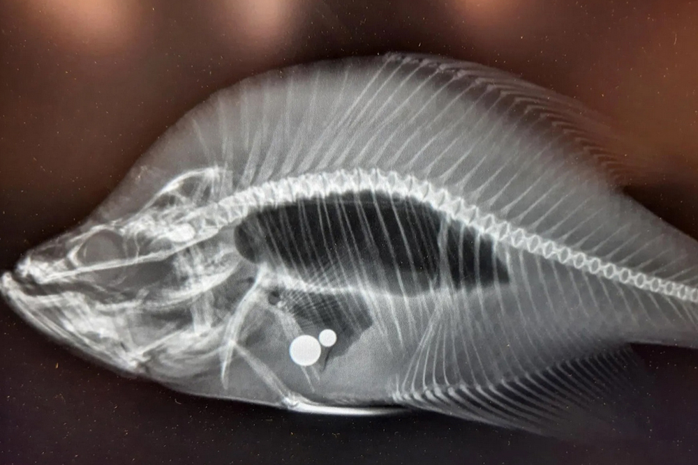 the record has been revoked