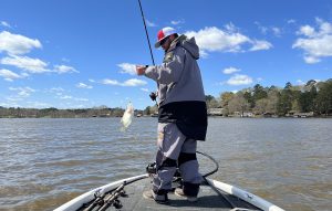 Kyler Beckmann pulls in a nice crappie during a Lake D’Arbonne tournament a few years ago. This popular tournament lake has produced impressive, heavy stringers of fish. It’s a weekend fisherman’s bucket-list lake.