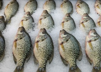 A full day on the ice: crappie stacked up like this highlight both the popularity of panfishing and the importance of regulations designed to protect these prized fish for the future.