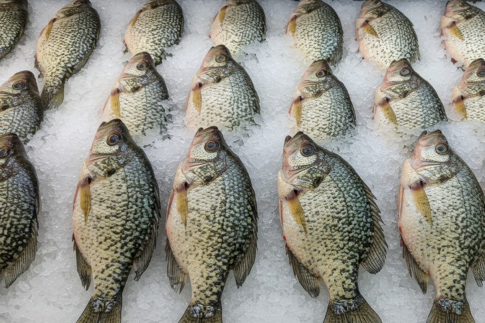 A full day on the ice: crappie stacked up like this highlight both the popularity of panfishing and the importance of regulations designed to protect these prized fish for the future.