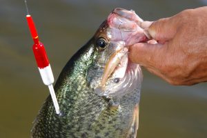 A slip-bobber rig baited with a live minnow is just the ticket for enticing crappie on fish attractors in lakes DeGray and Greeson.