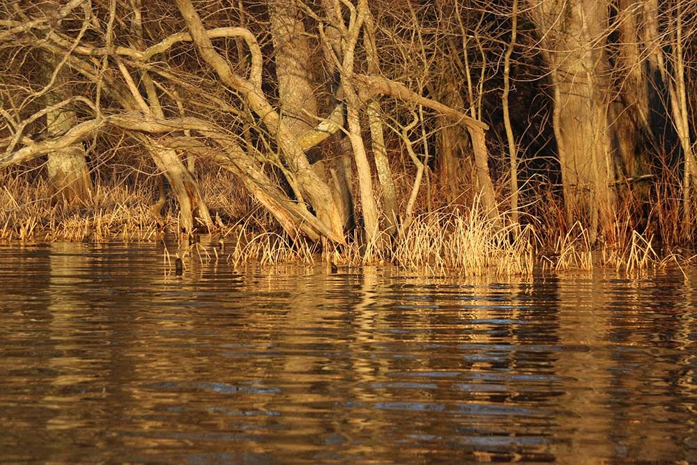 When water levels rise into the grass and woody cover, the crappie often move there with the rising water. (Photo: Ron Wong)