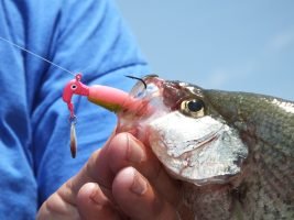 The Crappie X Tractor is available in multiple color patterns to enable anglers to cope with different water color conditions. (Photo: Terry Madewell)