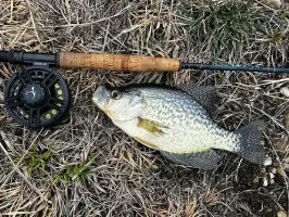 Crappie can be fooled by tiny flies in the spring when they move in to spawn and feed.