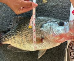 The black crappie was 19 inches long with a 15.5-inch girth. Serious crappie anglers know that it is virtually unheard of to ever catch a crappie anywhere near those kinds of measurements. (Photo courtesy of Anthony Mondo)