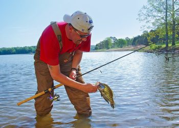 Crappie have excellent camouflage, making them difficult to see even when in clear water. But astute anglers can learn to spy these calico panfish on their shallow spawning beds and catch them by sight fishing.