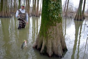 The best sight fishing conditions often occur when low-lying woods adjacent a lake are flooded by spring’s high waters.