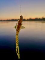 Confidence is crucial in crappie fishing success and this lure provides the realism that breeds confidence. (Photo courtesy Doug Sikora)