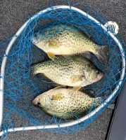 At the right time of year, Terry Blankenship catches lots of crap and big ones under boat docks. (Photo courtesy Terry Blankenship)