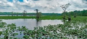Expect to see plenty of lily pads that provide cover for crappie on Reelfoot. But Reelfoot crappie expert Jim Dant says that when it comes to crappie, not all lily pad beds are created equal. (Photo: Jim Dant)