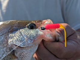 Outlaw said he uses bright colors when fishing jigs in muddy water.