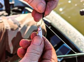 Live bait is a productive option in muddy water conditions because it enhances scent.