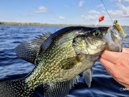 The Bobby Garland Itty Bit Slab Hunt’r in the new sweet tea and lemon color, swimming 4 feet behind Bub’s Daddy Pro Series Micro Board was just about all the fish were feeding on this particular afternoon