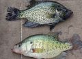 Black crappie (top) and white crappie (bottom) may look similar, but their spring behavior isn’t the same. Water clarity and habitat often determine which species is most catchable.