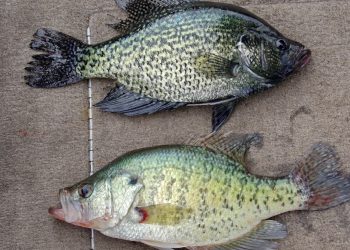 Black crappie (top) and white crappie (bottom) may look similar, but their spring behavior isn’t the same. Water clarity and habitat often determine which species is most catchable.