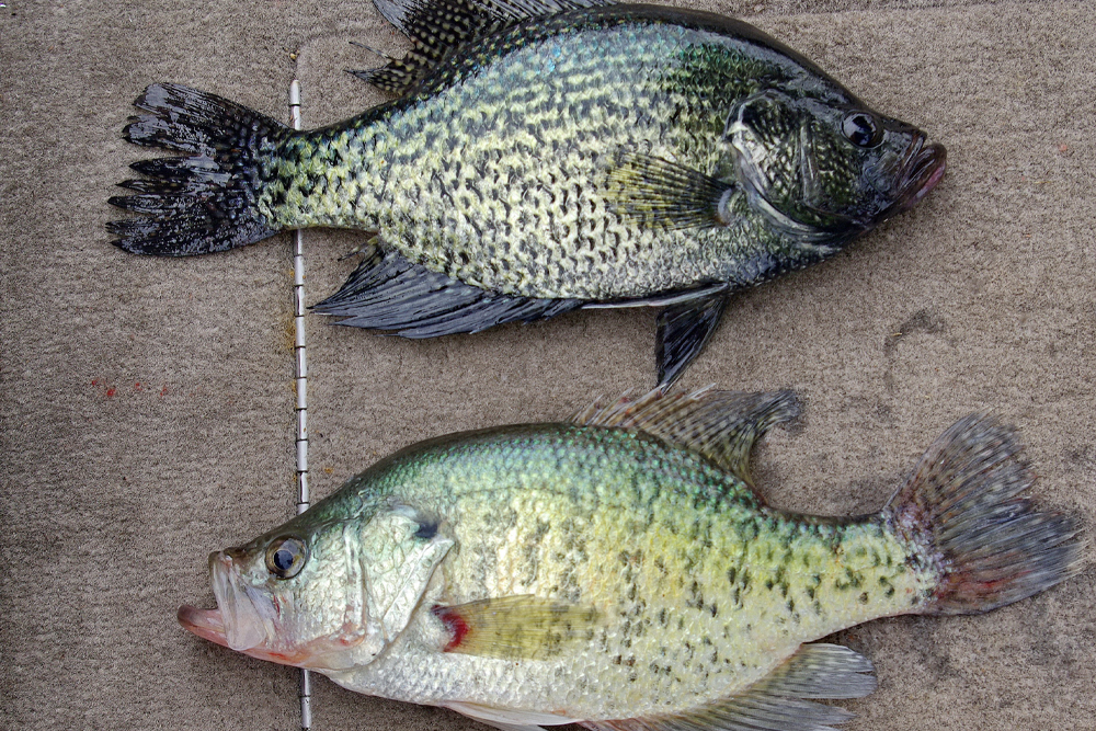 Black crappie (top) and white crappie (bottom) may look similar, but their spring behavior isn’t the same. Water clarity and habitat often determine which species is most catchable.