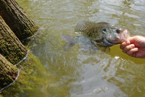 White crappie thrive in stained water, often holding tight to cover like cypress trees—classic spring habitat where visibility is low and structure provides both protection and feeding opportunities.
