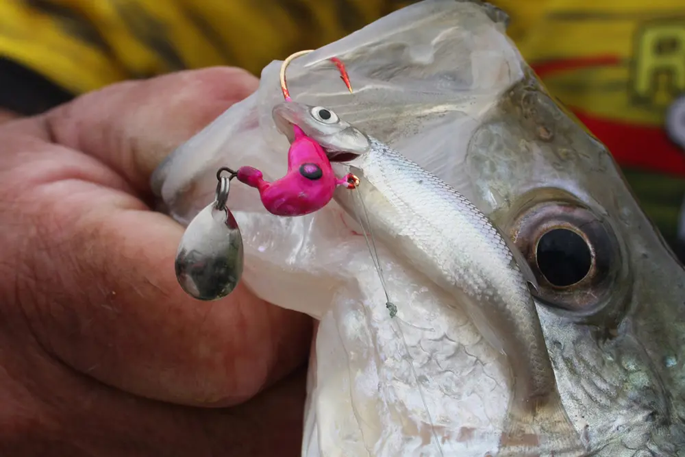 best hooks for crappie fishing with minnows 6th Sense Live Minnow Hook #8 The 6th Sense Live Minnow Hook is designed for anglers who rely on live bait and need efficiency with every bite 8 PACK - CRAPPIE FISHING