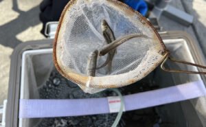 Minnows ready to go into action. Shown is an insulated cooler with aeration. A minnow dip net makes it easier to catch them and actually keeps them healthier than chasing them around a bucket or cooler with your hands. (Photo: Tim Huffman)