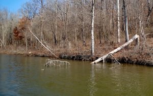 An example of a brushpile is a fallen treetop. Maybe it fell naturally or maybe a fisherman helped it. Do not do so without checking the lake regulations and/or getting permission from any landowners. But such fallen trees provide plentiful cover – a crappie condo, so to speak, extending from shallow water down to very deep water. (Photo: Tim Huffman)