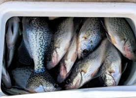 When hunting crappie in the summer, Futia says look for cover with forage nearby as a prime target for finding crappie.
