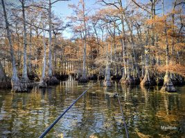 Reelfoot Lake in northwestern Tennessee is home to thousands of giant cypress trees and stumps just like these, all ideal locations for crappie to migrate to … until they’re ambushed.