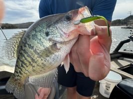 This big crappie was fooled by a Luck E Bug, a plastic bait made by Luck E Strike. (Photo: Brent Frazee)