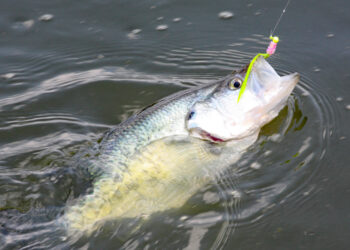 When he realized big crappies like 4-inch baitfish, Glasgow now ties larger jigs than most crappie anglers use.