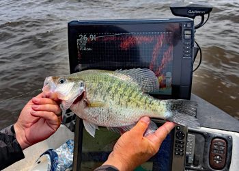 Mississippi fisheries biologists say their research indicates that forward-facing sonar users may be having a direct impact on crappie populations in its four most popular lakes – Grenada, Sardis, Enid and Arkabutla.