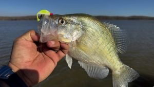 The unique profile of the NanoSwim is key to the lures' consistent crappie catching under different fishing conditions. (Photo: Jason Sealock)