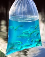 Minnows purchased at a bait shop should be lively and without signs of stress or disease.