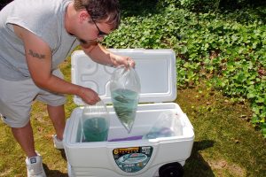 It’s important for minnows to be kept cool so they remain lively. The author recommends using a Coleman Xtreme Cooler with a towel-covered layer of cracked ice on the bottom for this purpose. Minnows placed in the cooler in bags can be kept this way for up to a week, even during hot weather.
