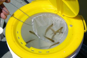 Using the proper minnow bucket is imperative for keeping bait alive and frisky.