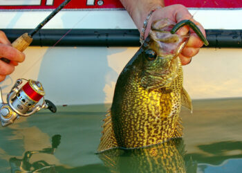 During the dog days of summer, catching crappie may require thinking outside the box and trying unconventional fishing tactics, like fishing with a soft-plastic Yum Dinger. (Photo: Keith Sutton)