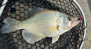 Nix said he envisioned the unique “Grape Ape” color scheme from observing minnows in his aquarium at home. (Contributed Photo)