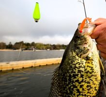 This is a durable lure with a wide array of fish-catching applications including being fished under a float. (Photo courtesy Z-Man Lures)