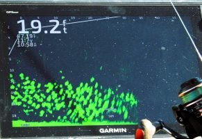 FSS provides real time visuals of lure presentations and the crappie’s reaction. That enables anglers to quickly adjust lures and presentations as needed.