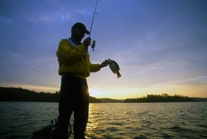 In summer, Sardis Lake crappie often move to the shallows to feed near dawn and dusk. Smart anglers target them in these areas early and late in the day