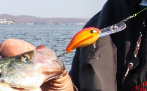 Crappie are very color oriented. This “Orange Crush” Bandit 300 is a great example of a bait that works best in stained and muddy waters. 